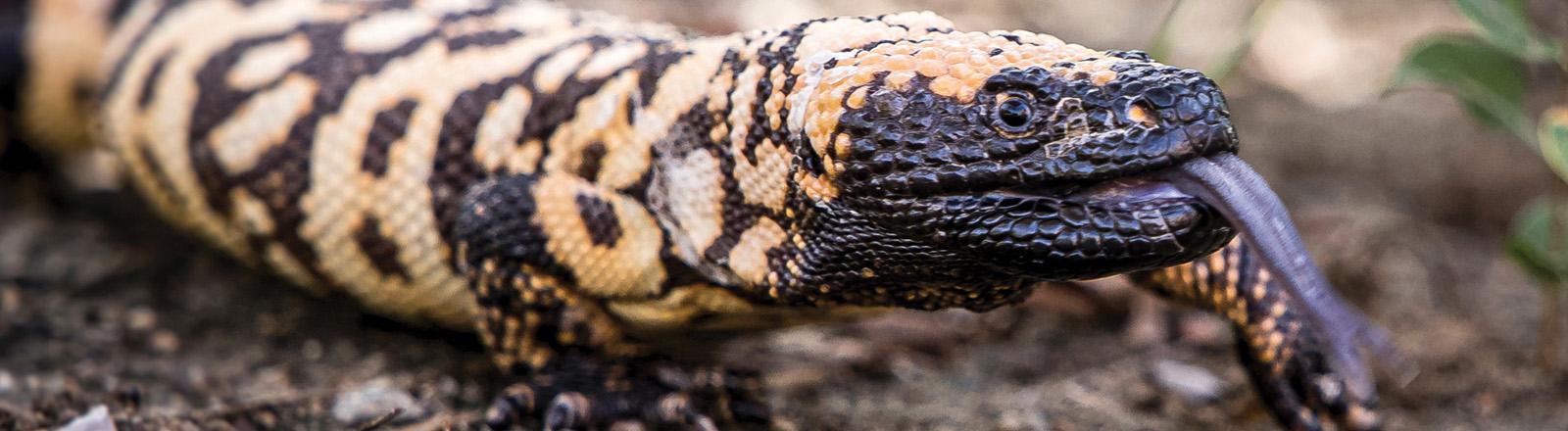 Gila monster.